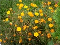 cosmos
